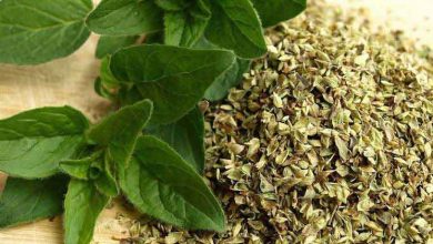 خواص درمانی اعجاب انگیز پونه کوهی برای درمان بسیاری از بیماری ها خواص پونه کوهی
