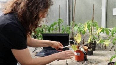 گریه گیاهان در سرتاسر جهان ناراحتی گیاهان در زمین