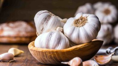سیر سفید سبزی محصولات همدان ثبت جهانی یونسکو شد سیر سفید ثبت در جهان